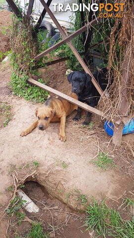 Rotweiler x Cane Corsa puppys