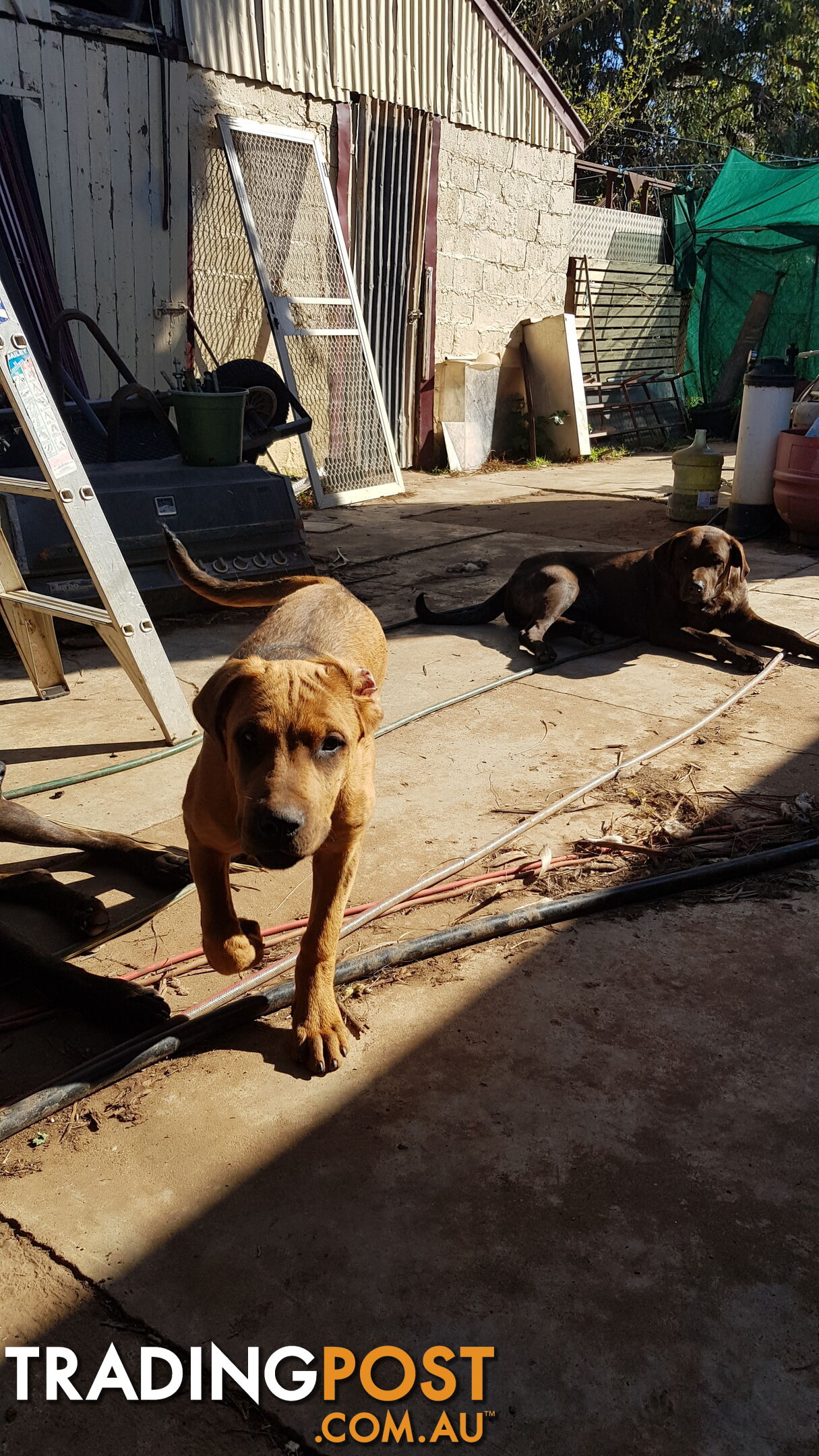 Rotweiler x Cane Corsa puppys