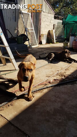 Rotweiler x Cane Corsa puppys