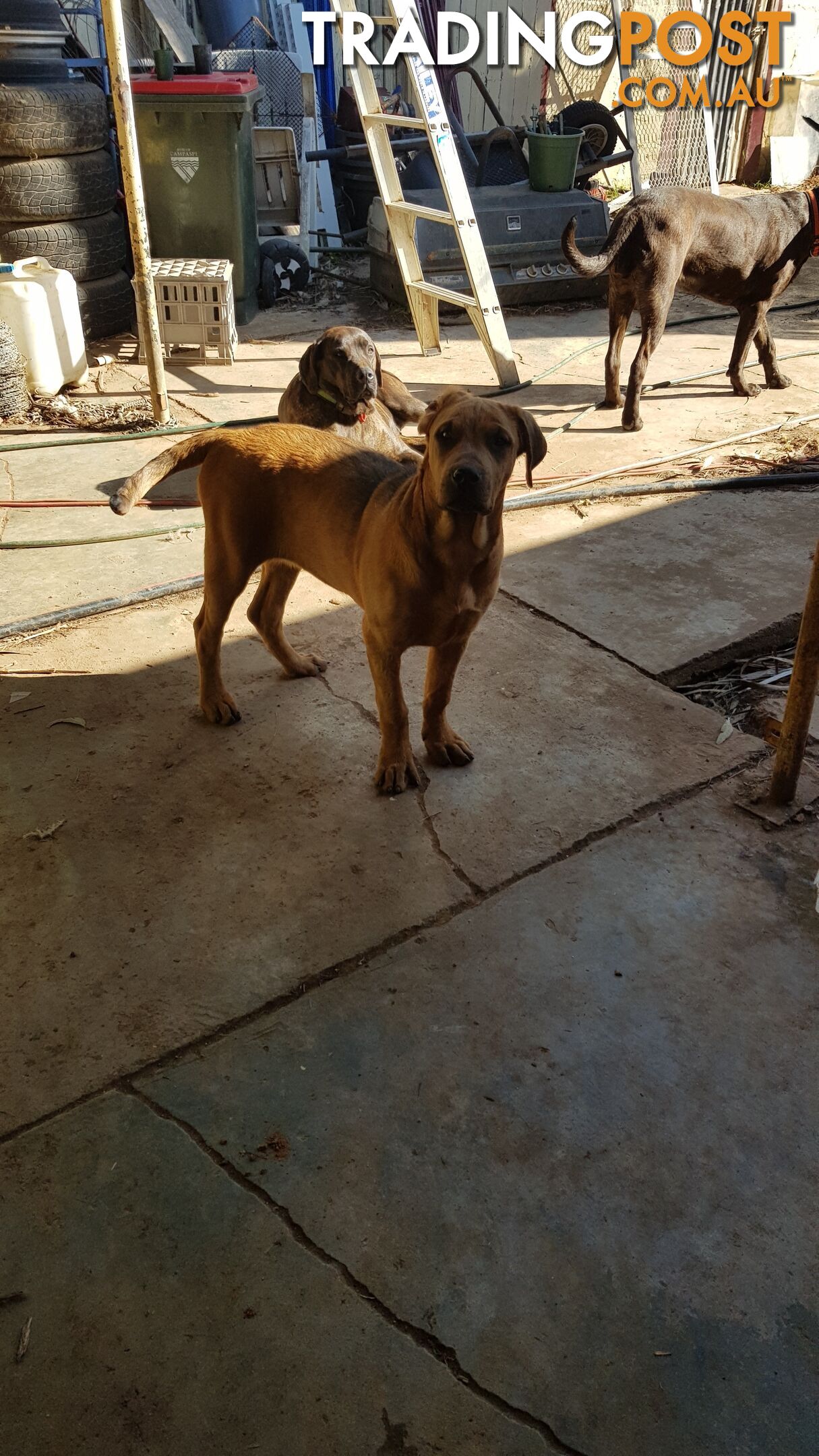 Rotweiler x Cane Corsa puppys