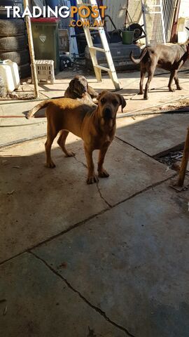 Rotweiler x Cane Corsa puppys