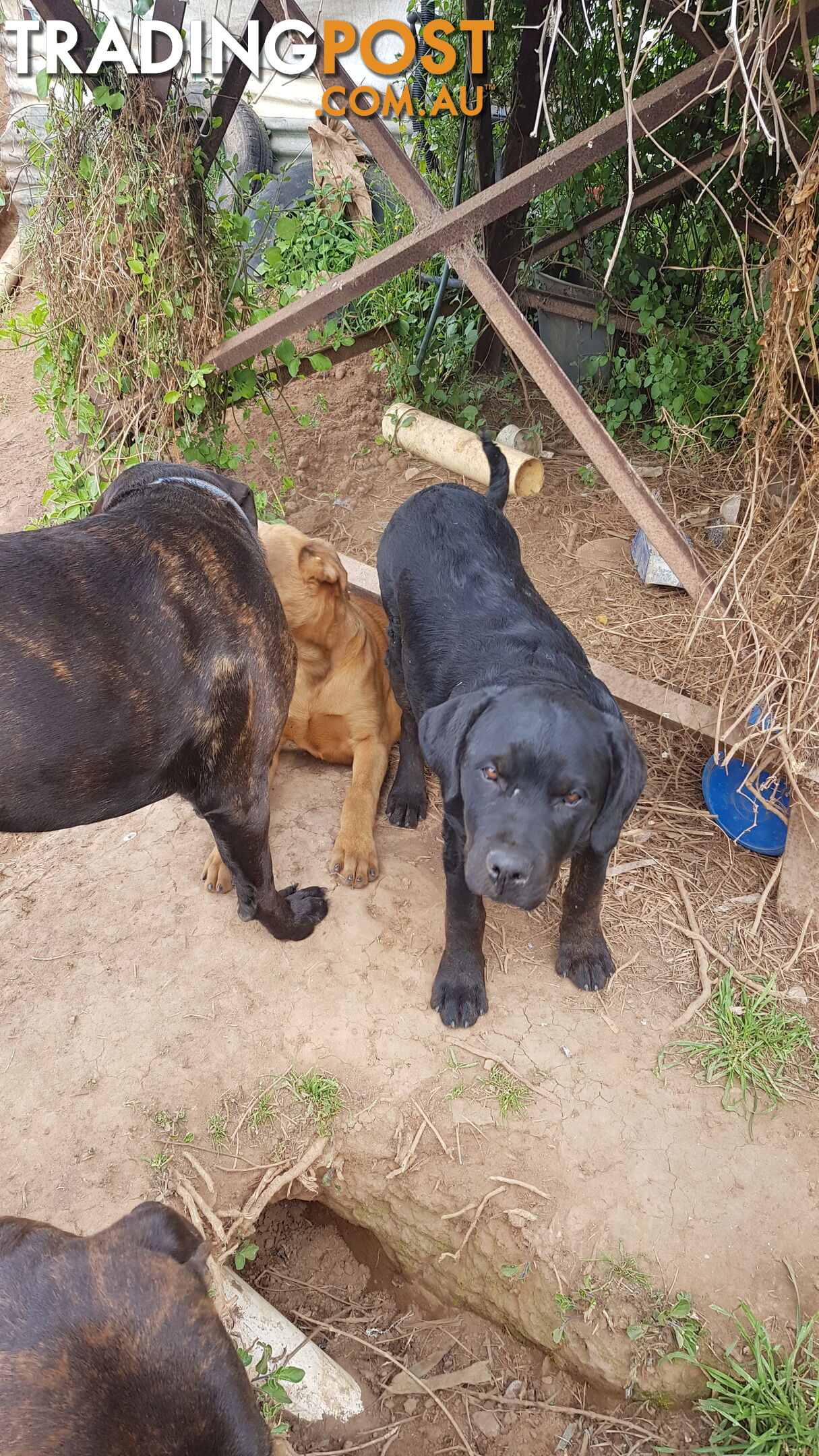 Rotweiler x Cane Corsa puppys