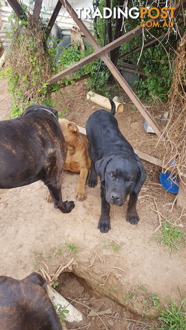 Rotweiler x Cane Corsa puppys