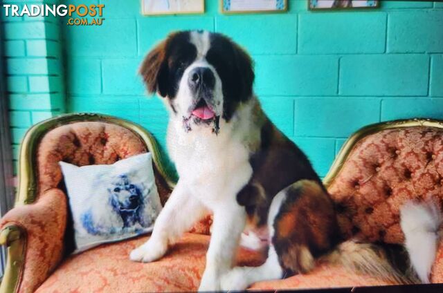 Pure-bred Male Rough Coat Saint Bernard