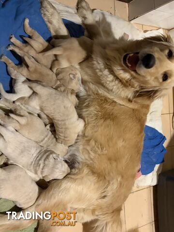 Golden Retriever Puppies