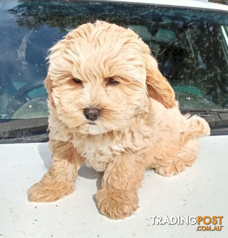 For Sale Cavoodle puppies