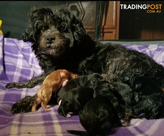 For Sale Cavoodle puppies