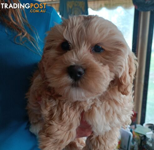 For Sale Cavoodle puppies