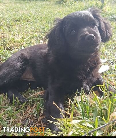 For Sale Cavoodle puppies