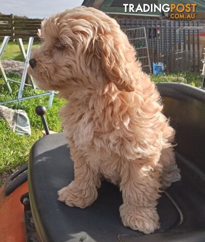 For Sale Cavoodle puppies