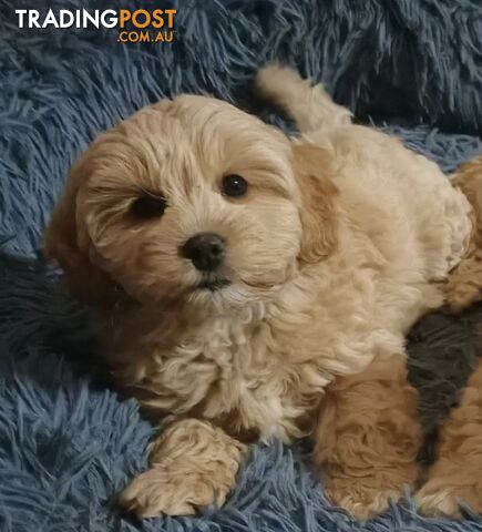 For Sale Cavoodle puppies