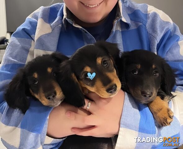 Purebred Long Haired Miniature Dachshunds For Sale