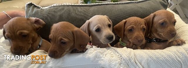 Mini dachshund pups x4