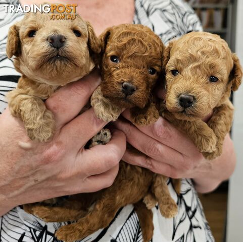 ANKC Pedigree Toy Poodles Puppies