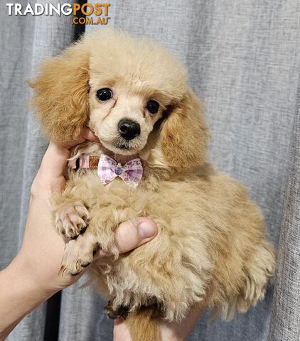 ANKC Pedigree FEMALE Toy Poodle Puppy 12 Weeks old