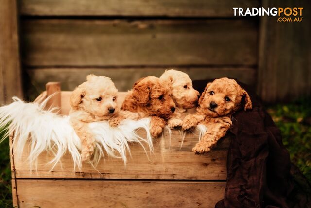 ANKC Pedigree Toy Poodles Puppies