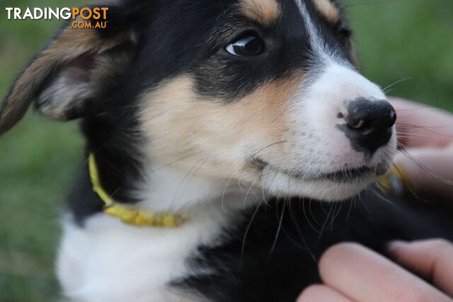 Border Collie x Rough Collie Puppies READY TO GO