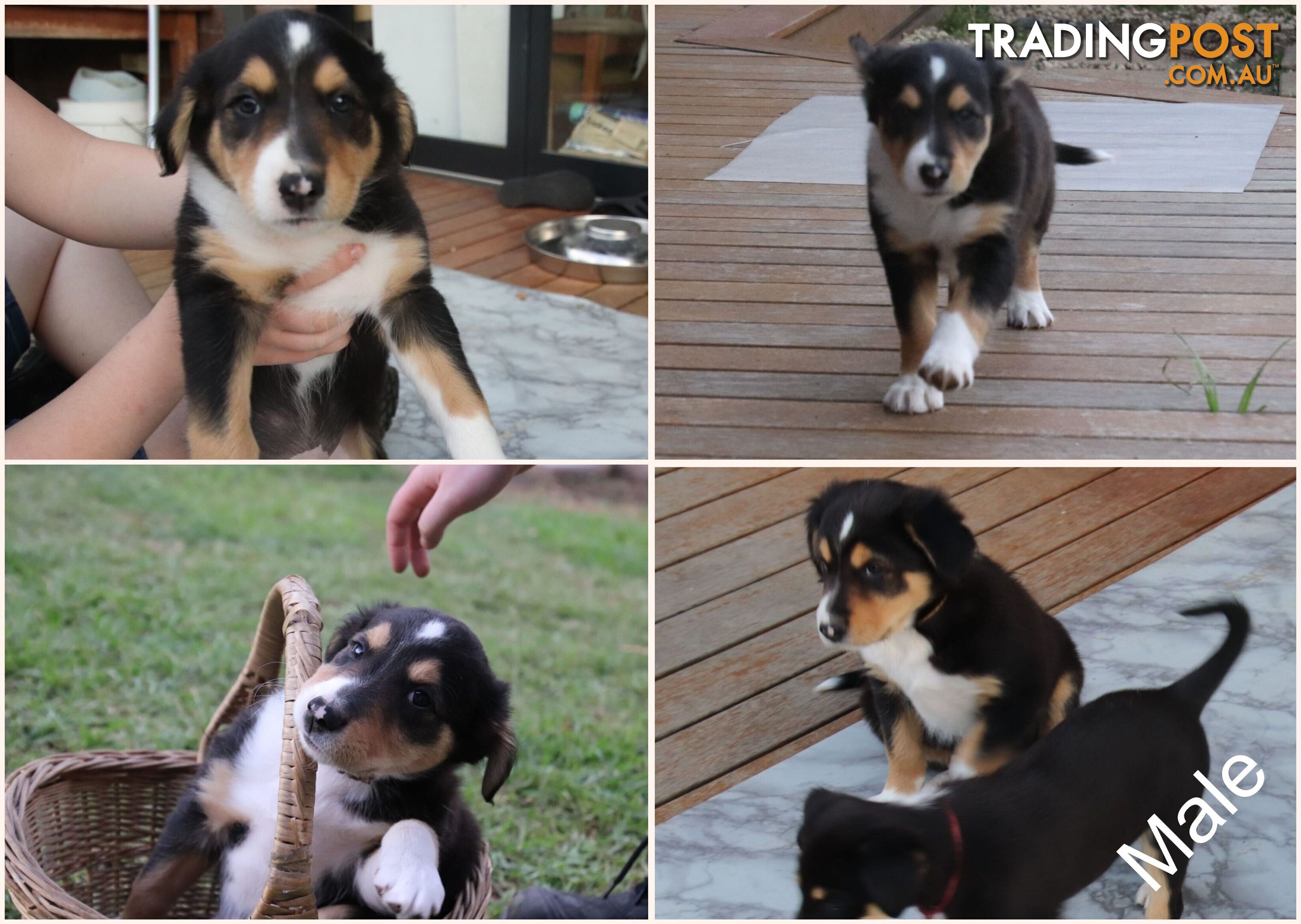 Border Collie x Rough Collie Puppies READY TO GO