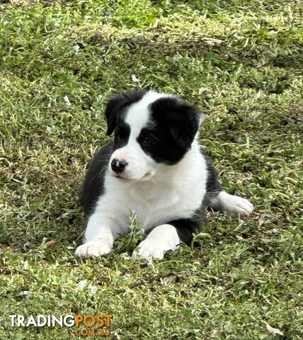 Pure bred Border Collie Pups (Ready Now)