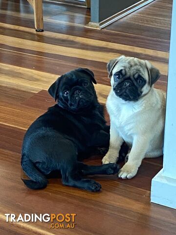 Purebread Pug Puppies (Fawn Girl & Black Boy)