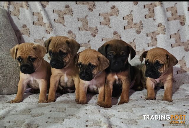 Beautiful Jug Puppies