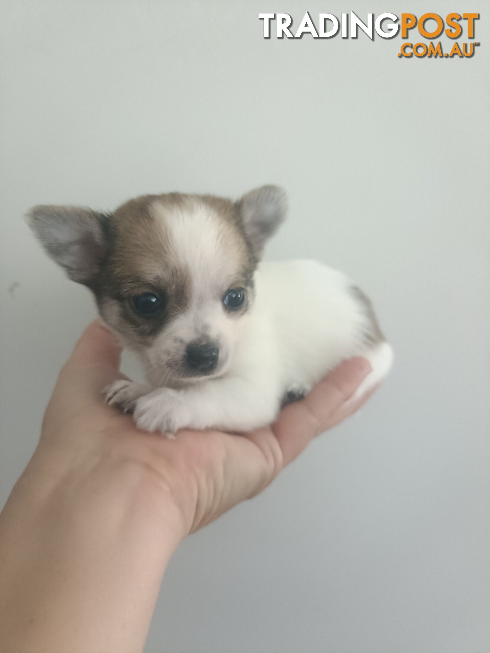 Tiny Purebred female chihuahua puppy