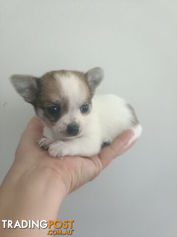 Tiny Purebred female chihuahua puppy