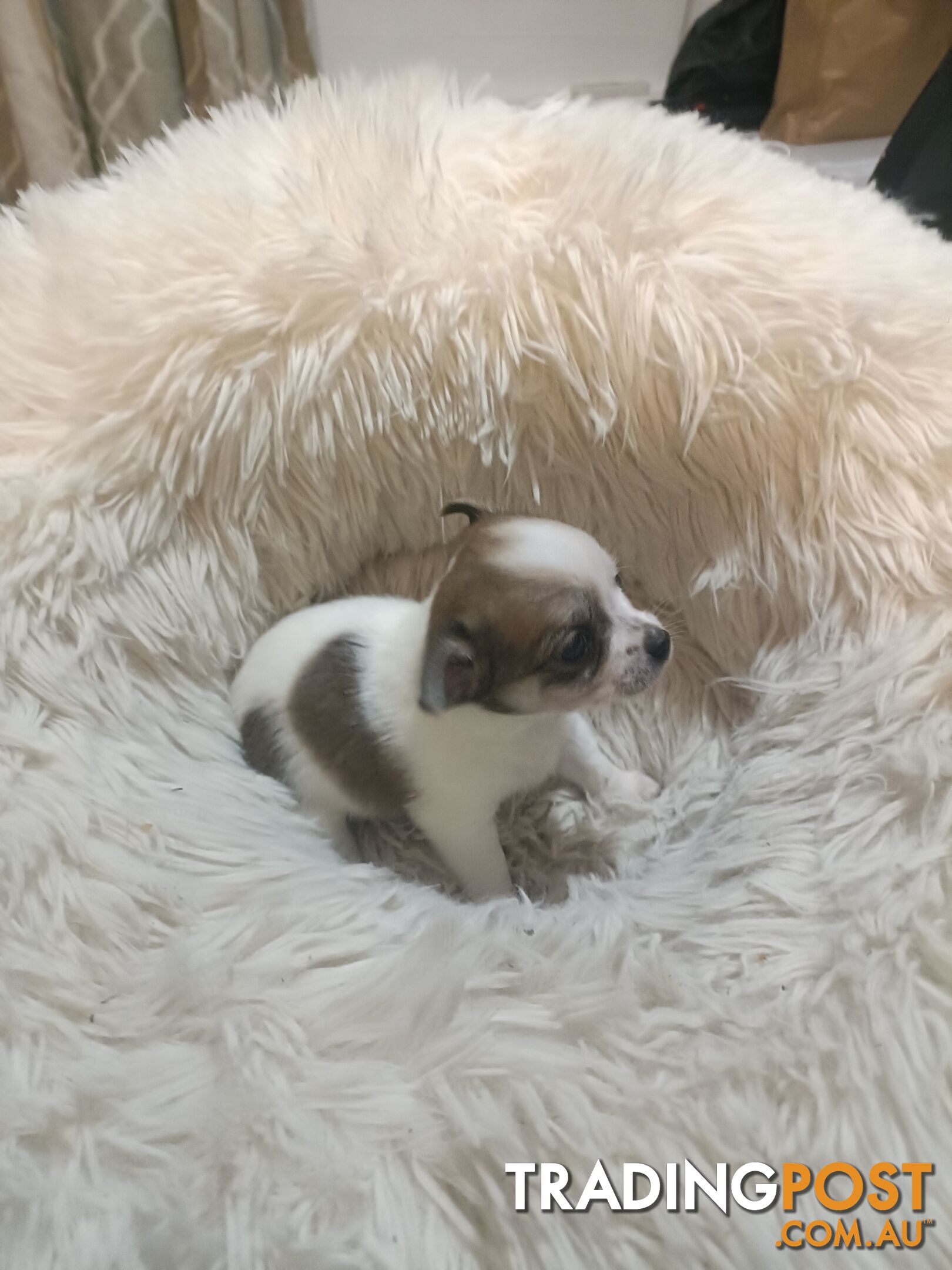 Tiny Purebred female chihuahua puppy