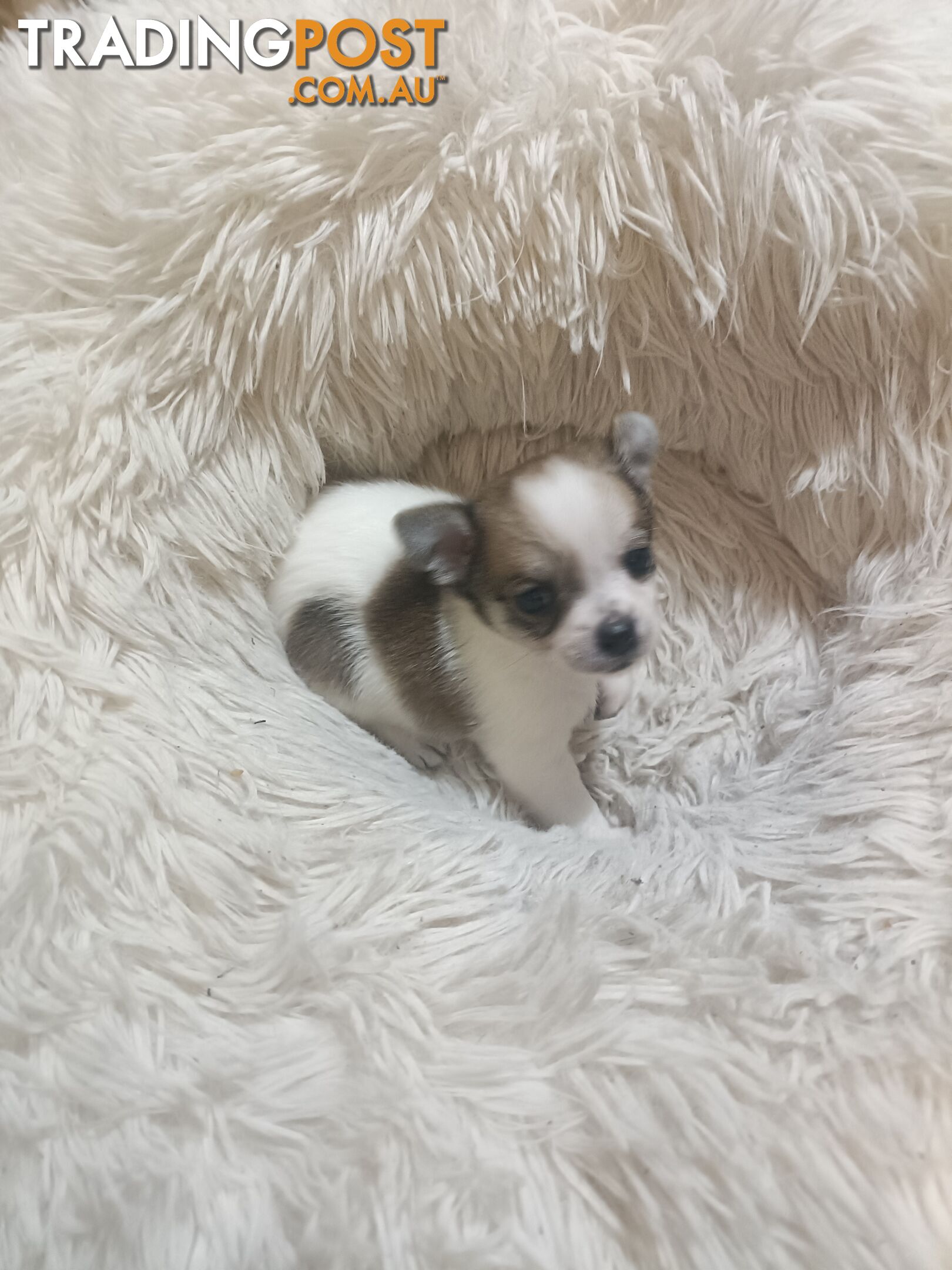 Tiny Purebred female chihuahua puppy