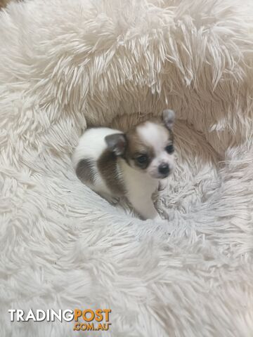 Tiny Purebred female chihuahua puppy