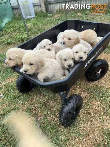 Purebred Golden Retrievers