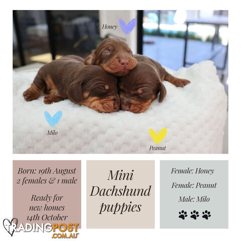 Mini Dachshund Puppies
