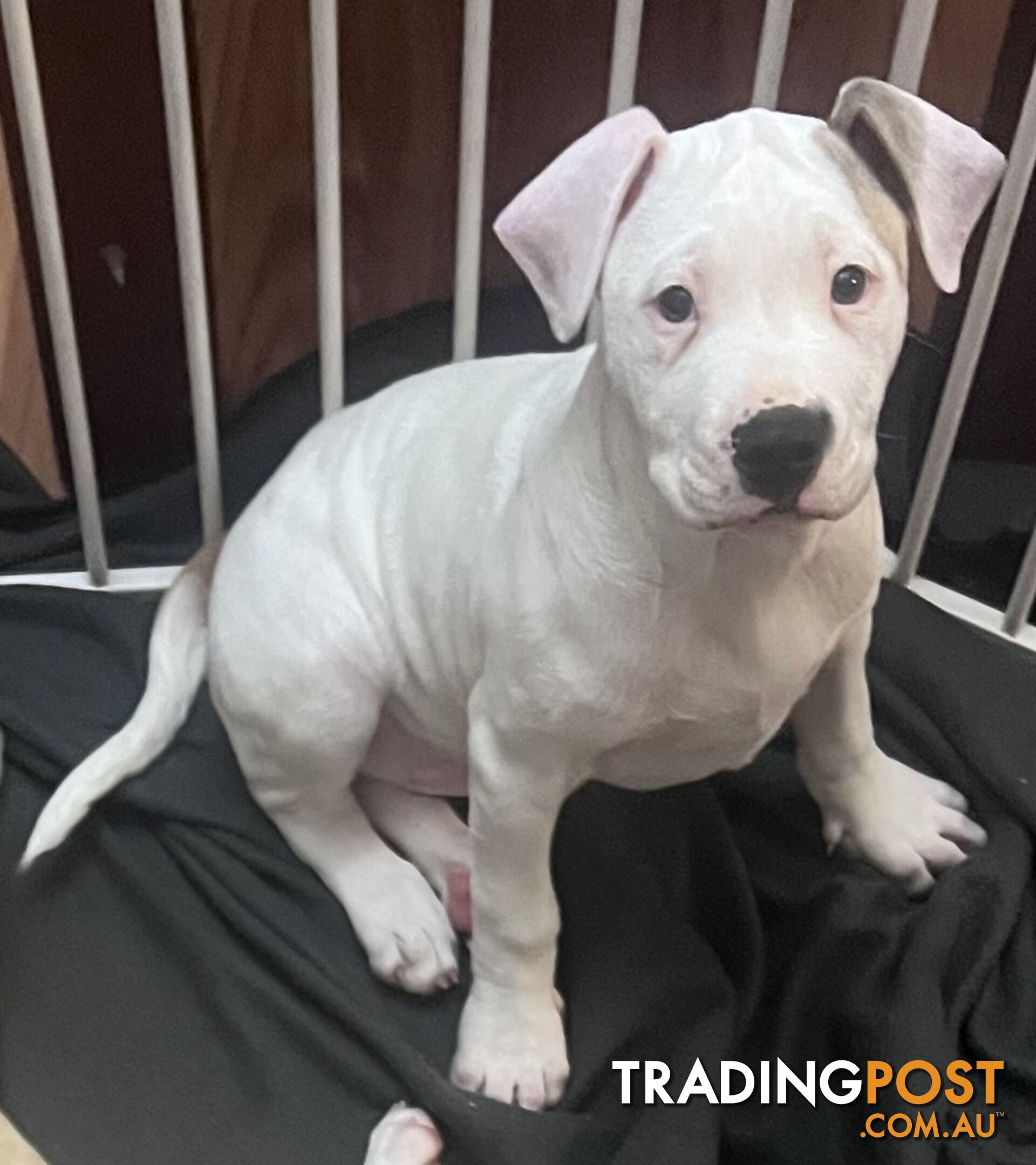 American Staffordshire Puppies