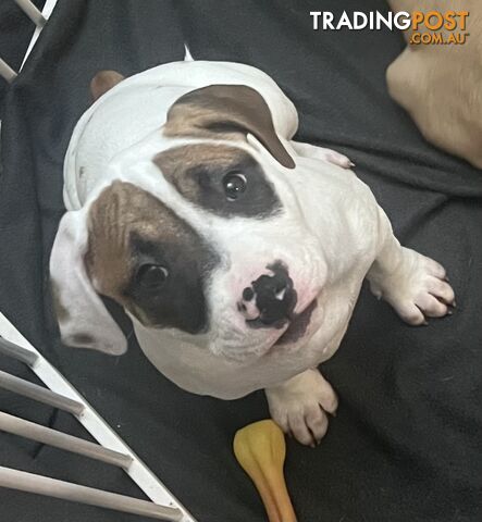 American Staffordshire Puppies