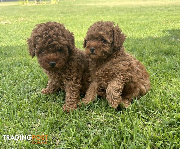 Toy Poodle Puppies