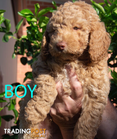 Minature Poodle Puppies - Purebred