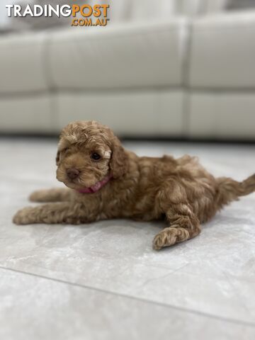 Adorable Toy poodle purebred