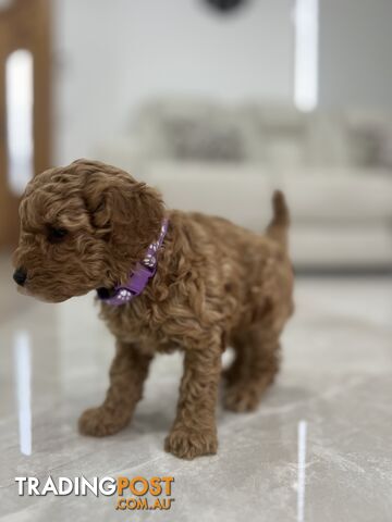 Adorable Toy poodle purebred