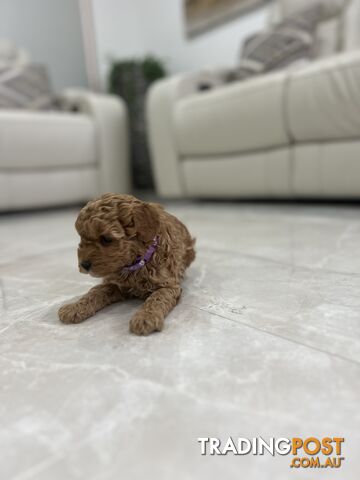 Adorable Toy poodle purebred