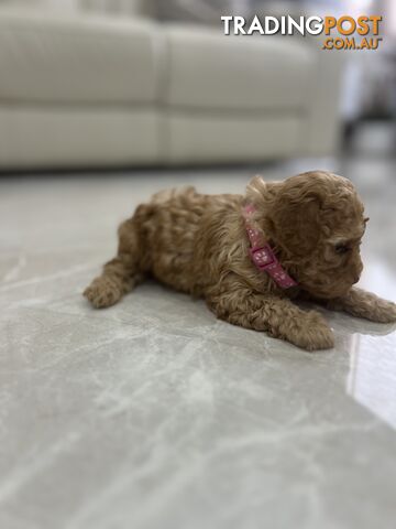 Adorable Toy poodle purebred