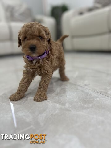 Adorable Toy poodle purebred