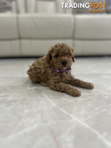 Adorable Toy poodle purebred