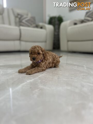 Adorable Toy poodle purebred