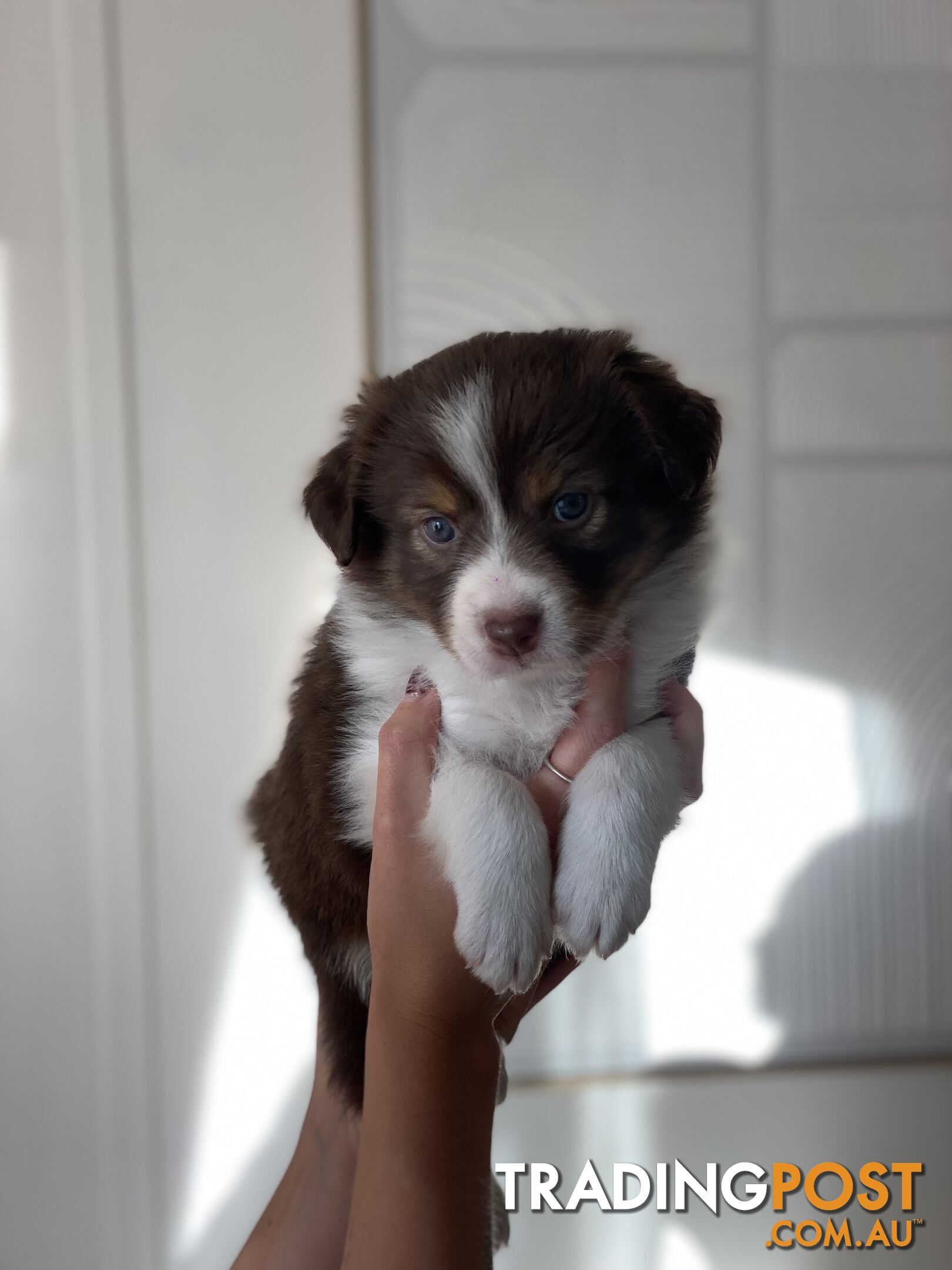 Border Collie Puppies