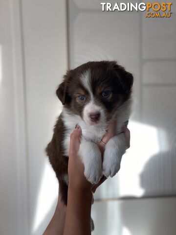 Border Collie Puppies