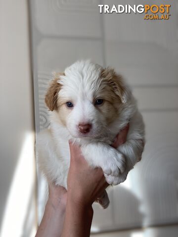 Border Collie Puppies