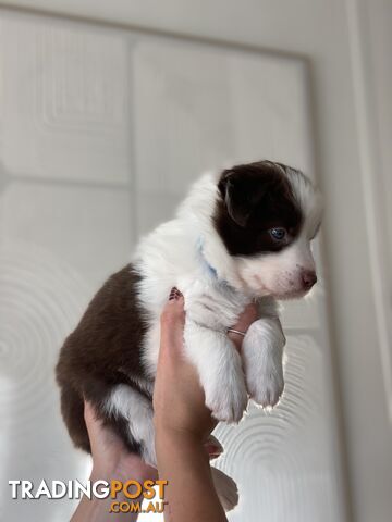 Border Collie Puppies