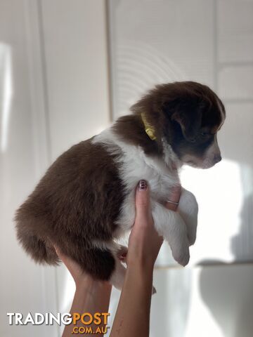 Border Collie Puppies