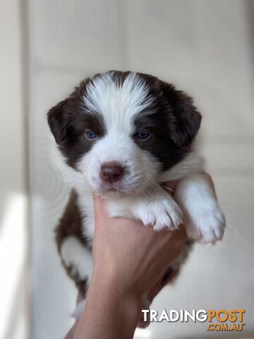 Border Collie Puppies