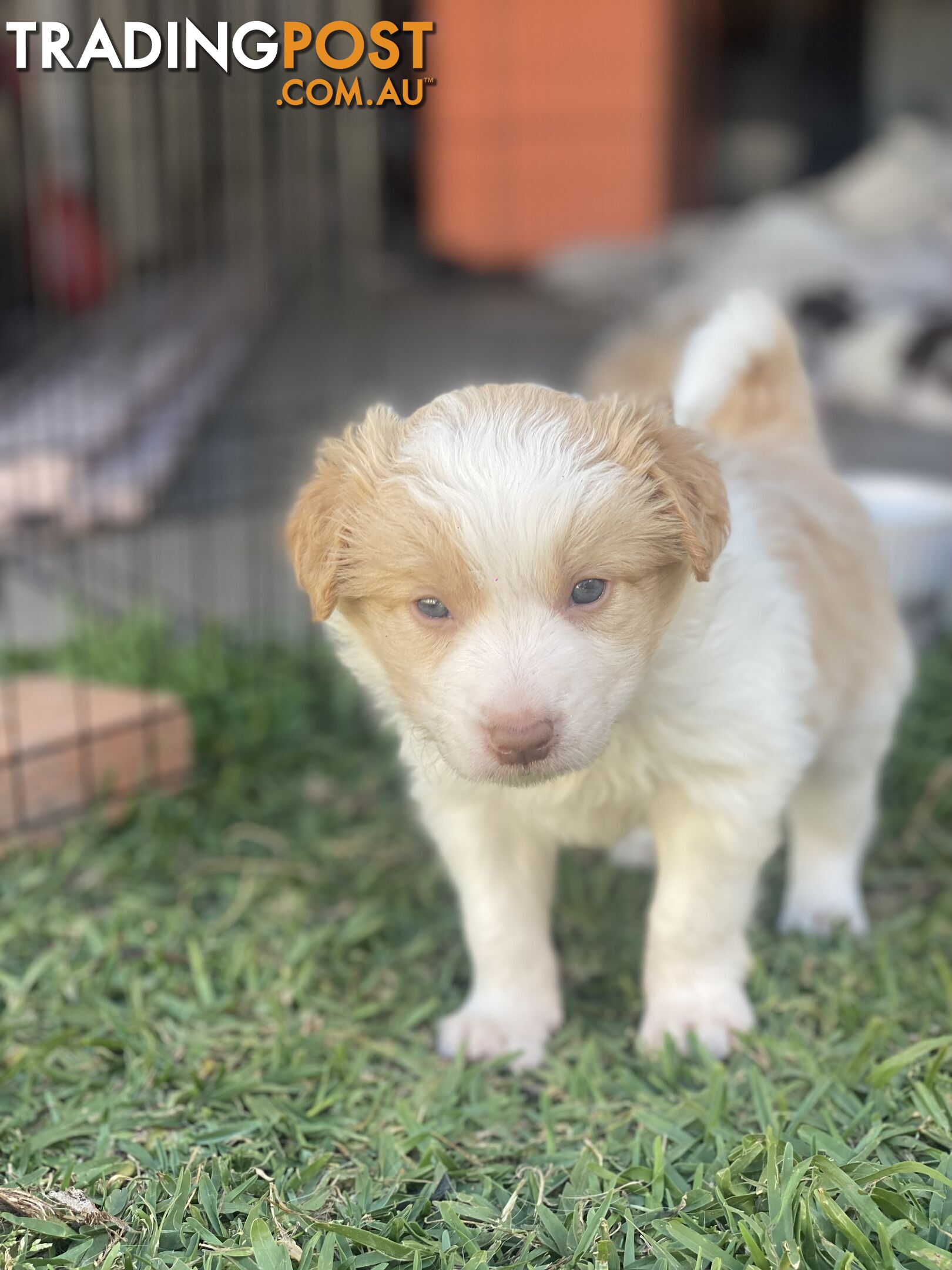 Border Collie Puppies